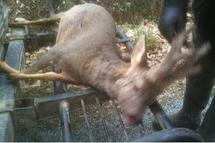 Accident auto contre Gibier Accident auto contre Gibier